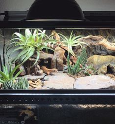 an aquarium with plants and rocks in it