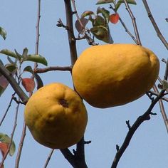 two mangoes hanging from the branches of a tree with blue sky in the background