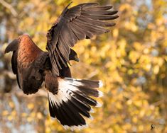 a large bird flying through the air with its wings spread out and it's talon extended