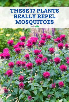 Which of your favorite herbs, vegetables and flowers do mosquitoes absolutely hate? Grow these plants to eliminate mosquito bites and itching this year... Mosquito Repelling Landscaping, Mosquito Planters Patio, Plants Against Mosquitos, Anti Mosquito Garden, What Plants Repel Mosquitos, Best Plants To Repel Mosquitoes, Plants Mosquito Repellant, Best Plants For Mosquito Repellent, No Maintenance Plants Outdoor