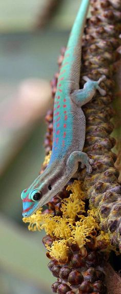 a blue and red gecko sitting on top of a pine cone tree branch with yellow flowers