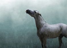 a horse standing in the rain with it's head up and its mouth open