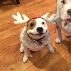 two dogs wearing reindeer antlers on their heads