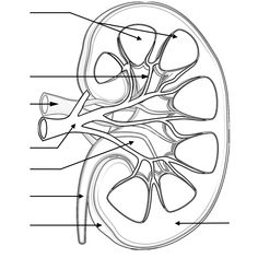 the anatomy of the kidney and its major vessels, labeled in black lines on a white background