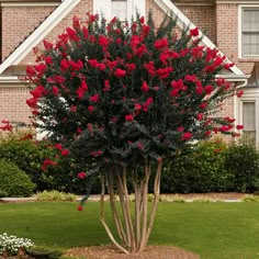 a tree with red flowers in front of a house