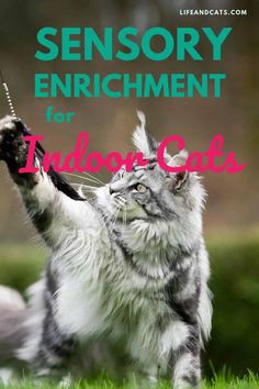 a grey and white cat playing with a toy in the grass text reads sensory enrichment for indoor cats