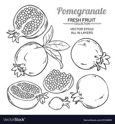 pomegranate fruits and vegetables in black and white - food objects illustrations, clip art