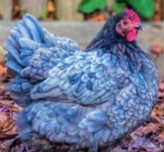 a close up of a chicken on the ground