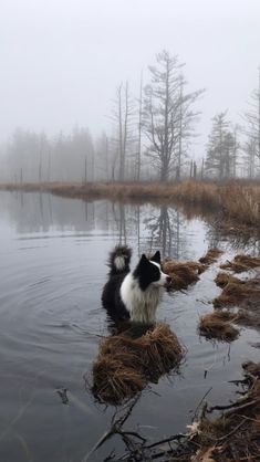 a black and white dog standing in water next to dry grass with trees in the background