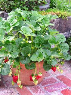 strawberries growing in a clay pot on the ground next to other plants and flowers