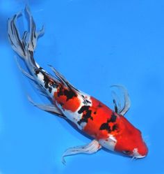 an orange and black koi fish floating on top of water