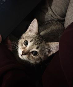 a cat looking up at the camera while sitting in front of a person's lap