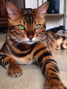 a cat laying on the floor with its paws spread out and looking at the camera