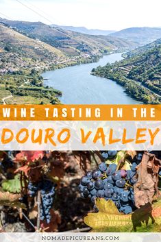 wine tasting in the douro valley with text overlay that reads, wine tasting in the douro valley