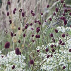 purple and white flowers in a garden with tall grass on the other side of the flower bed