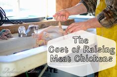 the cost of raising meat chickens in the kitchen is almost as good as it looks