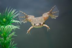 a frog that is flying in the air