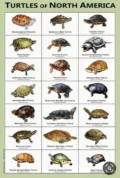 turtles of north america poster with names and pictures for each turtle in their natural habitat