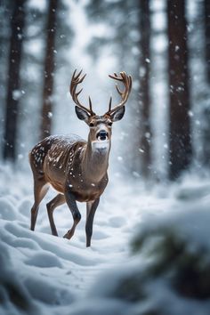 a deer is standing in the snow near some trees