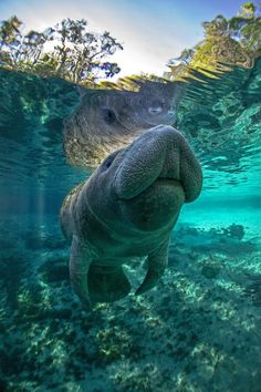 an elephant swimming under water in the ocean