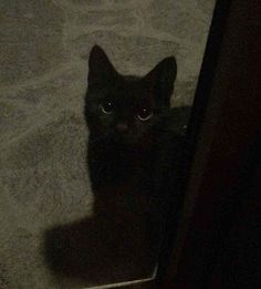 a black cat sitting on the floor looking at the camera