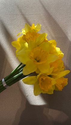 yellow daffodils are sitting in the sunlight on a white surface with shadows