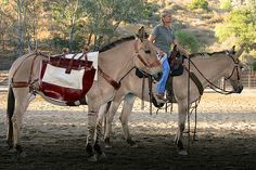 two horses with saddles on their backs and one man sitting on the horse's back