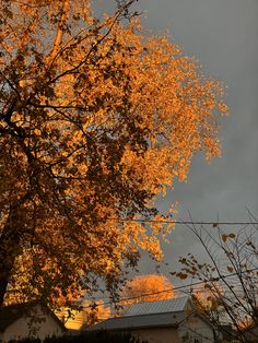 an orange tree with yellow leaves in front of a white house on a cloudy day