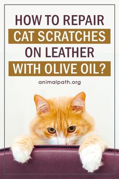 an orange and white cat sitting on top of a purple suitcase with text overlay how to repair cat scratches on leather with olive oil