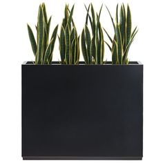 there is a black planter with three green plants in it on the white background