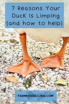 a duck standing on gravel with the words 7 reasons your duck is limping and how to help