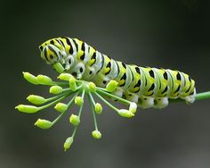 a caterpillar is sitting on top of a flower budding plant with yellow and black stripes