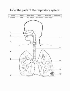 the diagram shows the location of the lungs