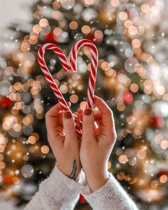 a person holding up two candy canes in front of a christmas tree with lights