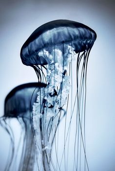 some very pretty jellyfish in the water