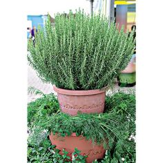 a large potted plant sitting on top of a table