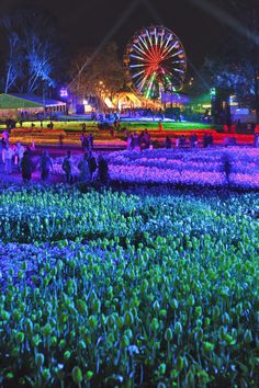 people are standing in the middle of a field at night with a ferris wheel in the background