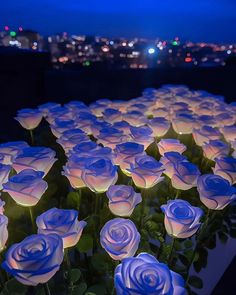 blue and white roses lit up in the dark with city lights in the back ground