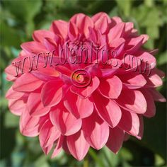 a large pink flower with green leaves in the background