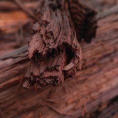 a piece of wood that has been cut in half