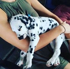 a person holding a dalmatian puppy in their lap