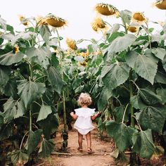 How divine! Such a beautiful picture of Clara Mae in the 'Romance' romper in a field of giant sunflowers. What an amazing location for a photoshoot 💛 @melissa.brookes Sunflower Mini Session, Sunflower Field Photography, Sunflower Field Pictures, Photo Bb, Sunflower Photography, Sunshine Girl, Dirty Hands, Sunflower Photo, Sunflower Pictures