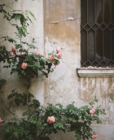 pink roses growing on the side of an old building