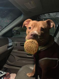 a dog sitting in the back seat of a car with a toy in it's mouth