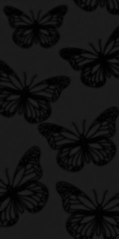 black and white photograph of butterflies in the dark