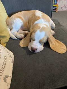 a brown and white dog laying on top of a gray couch next to a yellow pillow