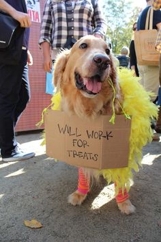 a dog wearing a sign that says will work for treats on its head and legs