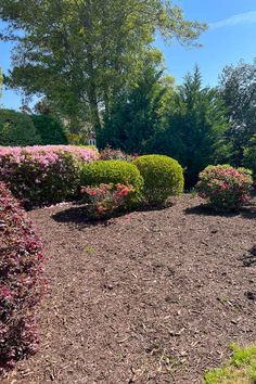 some bushes and flowers in the middle of a garden with mulchy dirt on the ground