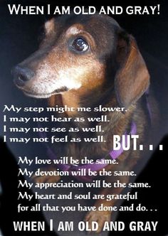 a dog with an old and gray poem