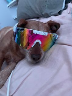 a brown dog wearing sunglasses laying on top of a bed